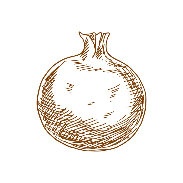 Pomegranate isolated sketch fruit. Vector forbidden fruit in the Garden of Eden, symbolizes fruitfulness - Вектор,изображение