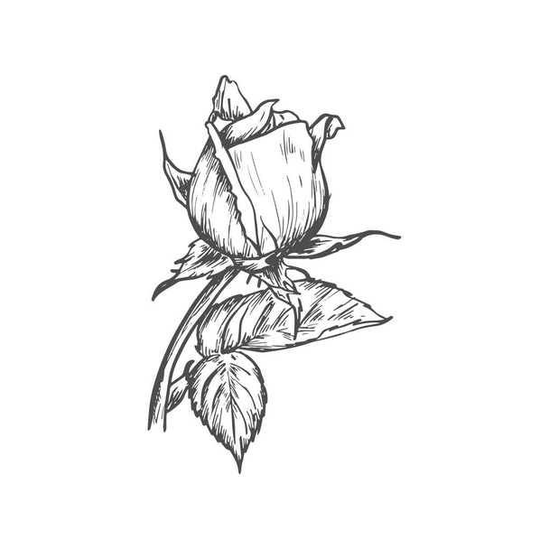 Bud of rose flower isolated sketch blossom. Vector floral blooming plant, tattoo design - Vektör, Görsel