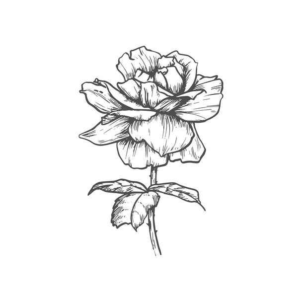 Бутоньєрка квітки троянди ізольовано квітучий ескіз. Векторна квітуча рослина, дизайн татуювання
 - Вектор, зображення