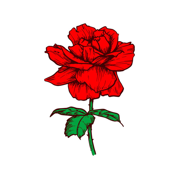 Red rose flower isolated flowering plant sketch. Vector blooming bud, floral bloom - Vector, Image