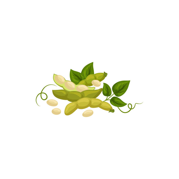 Edamame soy beans with pods and leaves isolated. Vector soybean green plant - ベクター画像