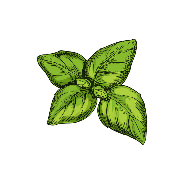 Green basil isolated kitchen herb. Vector aroma plant, holy basilicum aromatic seasoning - Vettoriali, immagini