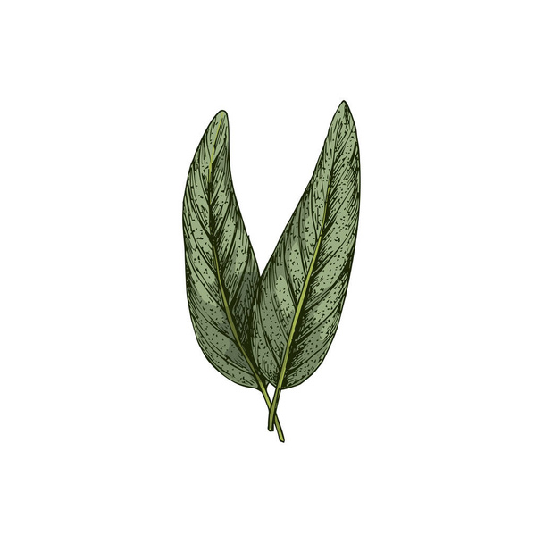 Salvia or sage leaves isolated green culinary herb sketch. Vector Common Salvia officinalis seasoning condiment - Vetor, Imagem