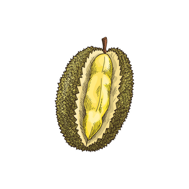 Durian tropical fruit isolated sketch. Vector exotic dessert, tasty pulp with yellow flesh, Durio zibethinus. Asian smelling fruit with unusual flavour and odour, breadfruit jackfruit, vegetarian food - Vektor, kép