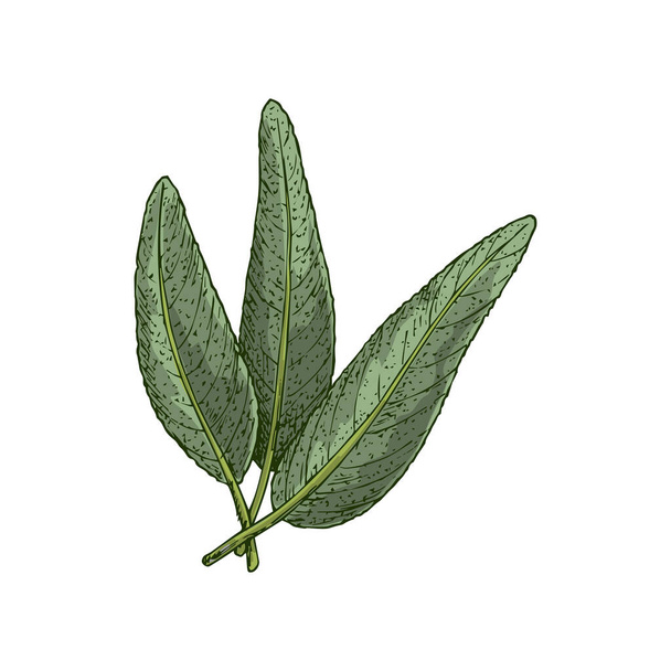 Salvia ή φασκόμηλο αφήνει απομονωμένο σκίτσο. Βέκτορ Κήπος μαγειρικό φασκόμηλο, πικάντικο αρωματικό καρύκευμα χόρτα. Salvia officinalis με αρωματικό φύλλωμα, πράσινο βότανο κουζίνας ζωγραφισμένο στο χέρι φύλλο - Διάνυσμα, εικόνα