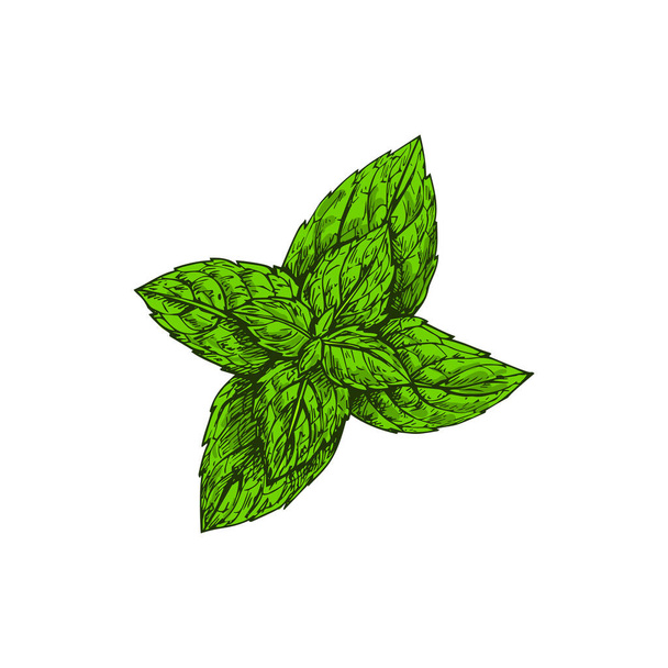 Зелений ескіз м'яти ізольовано кулінарну траву. Векторна гібридна м'ята, хрест з водяного фарбування та сарматури. Свіжий інгредієнт чаю м'яти, кухонна спеція, ароматизована органічна вічнозелена рослина
 - Вектор, зображення