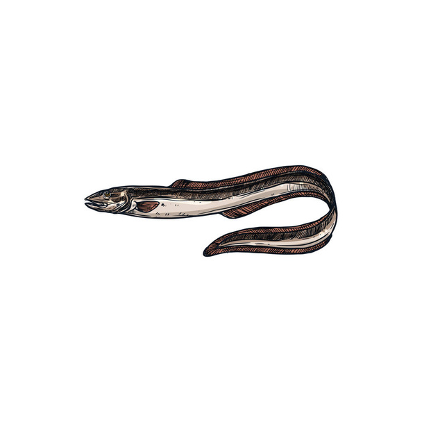 Electric eel isolated eel-shape underwater fish sketch. Vector knifefish Electrophorus electricus, exotic fish inhabit water. Sea electric eel, marine underwater animal. Uncooked fresh eel hand drawn - Vector, Imagen