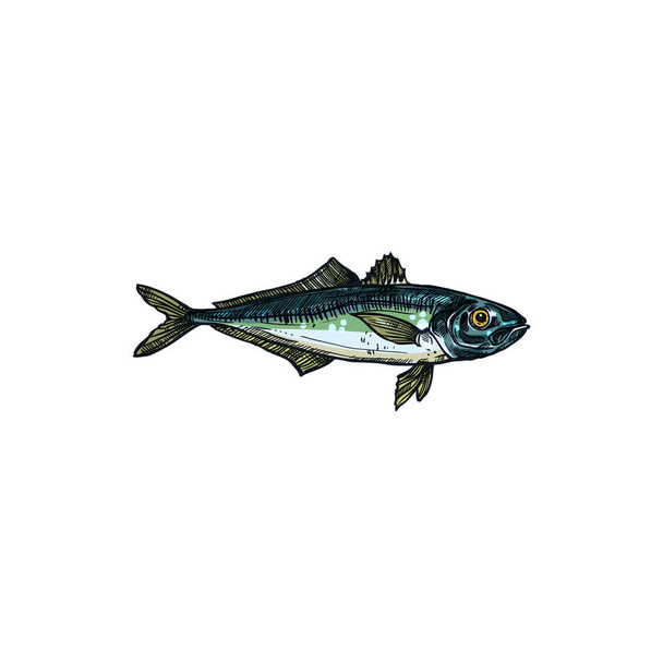 Bluefish mascot isolated tuna fish realistic sketch. Vector horse mackerel with flounders, fishing sport emblem, bluefish thunnus. Scombridae saltwater fish, aquatic animal, atlantic sardine - Vettoriali, immagini