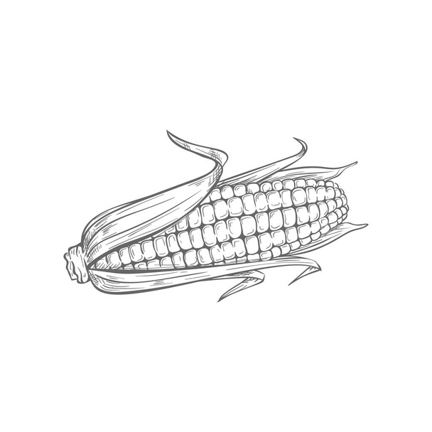 Corn cob isolated monochrome sketch. Vector corncob with corn kernels and green leaves, vegetarian food. Maize cereal grain, sweetcorn veggie, popcorn ingredient. Hand drawn baby corn closeup - Vektor, kép