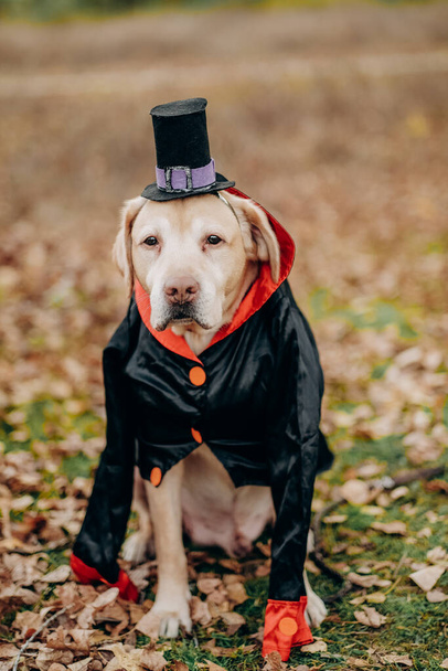 Собака-лабрадор в костюме для празднования Хэллоуина. Собака в костюме вампира. Подготовка собаки к Хэллоуину. - Фото, изображение