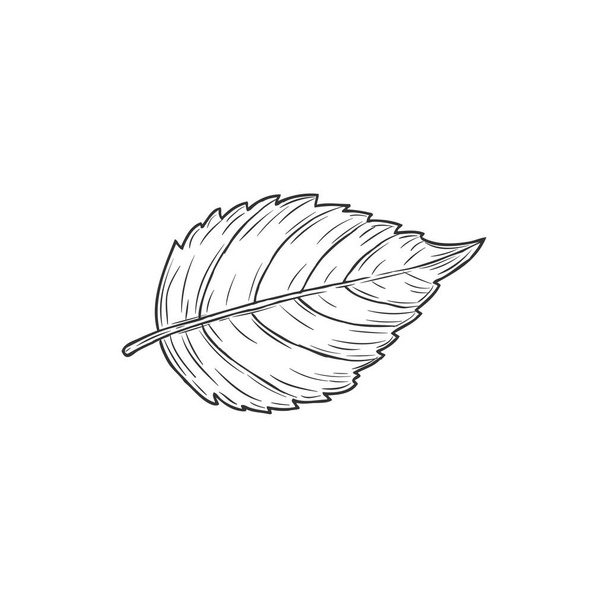 Elm or hornbeam leaf isolated plant sketch monochrome icon. Vector carpinus birch leafage, hand drawn ulmus. European hornbeam foliage, american horbeams leafage, blue-beech and musclewood - Vektor, Bild