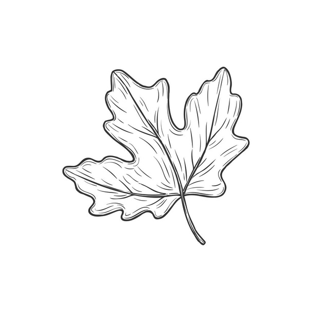 Viburnum leaf isolated plant sketch. Vector foliage on stem monochrome sketch, maple tree leafage. Spring or autumn symbol, leatherleaf decoration element. Fall or summer foliage hand drawn object - Vektor, kép