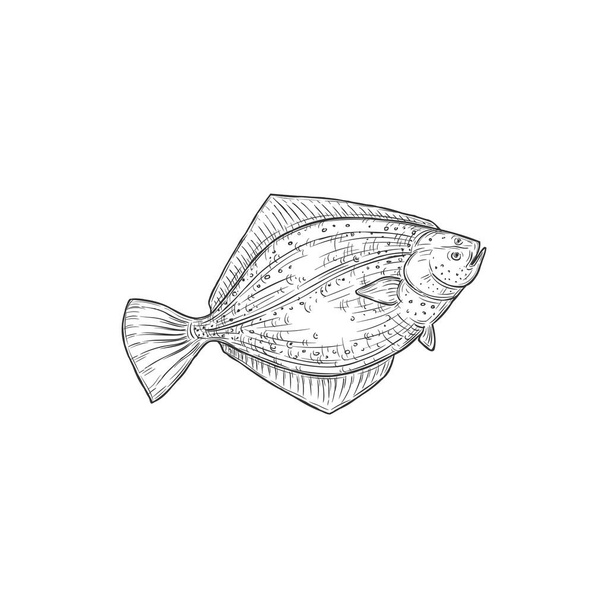 Gulf flounder isolated ocean fish European halibut monochrome icon. Vector southern summer flounder, winter Halibut olive flounders. Demersal fish living at bottom of ocean. Paralichthys albigutta - Vector, imagen