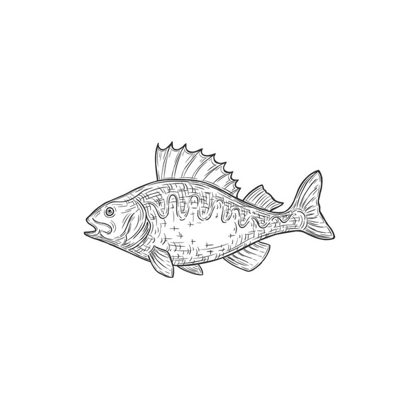 Perch freshwater gamefish isolated monochrome icon. Vector common Perca, family Percidae underwater animal. Perca flavescens, European and Balkhash freshwater perch, salted or raw fish hand drawn - Vector, afbeelding
