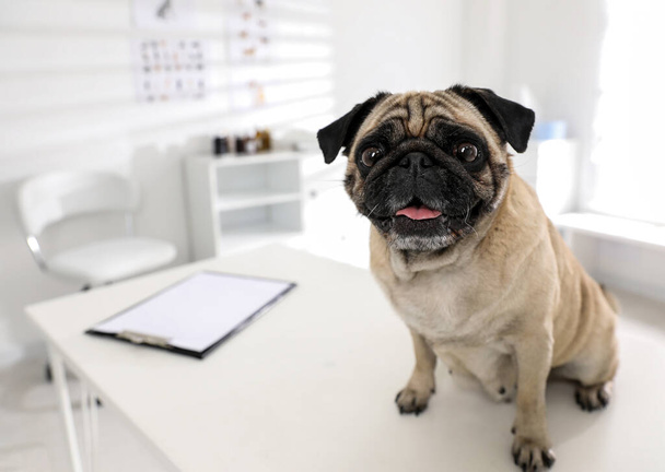 Cute pug dog on white table in clinic, space for text. Vaccination day - Fotografie, Obrázek