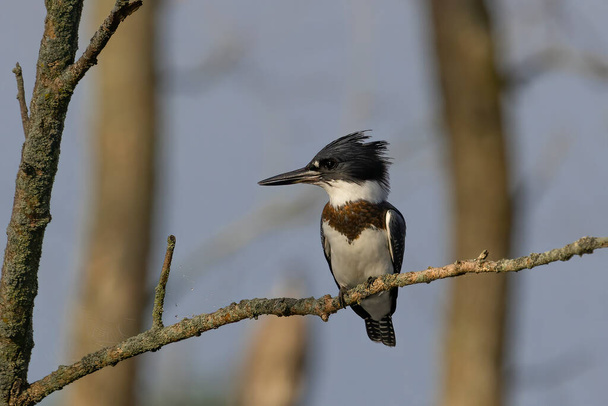 The belted kingfisher (Megaceryle alcyon) Migration bird native to North America. The kingfisher is often seen perched on trees, posts, or other convenient vantage points near the water. - Zdjęcie, obraz