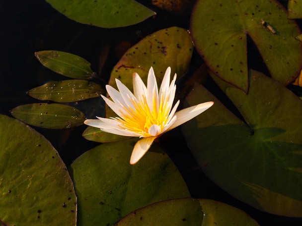 Bright white water lily with yellow stamen and white petals. - Photo, Image