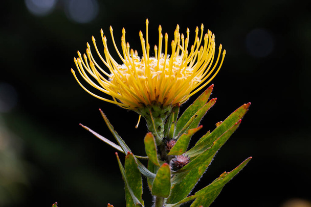 Close up of  yellow  flower head of a leucospermum in the garden at Hawaii. - 写真・画像
