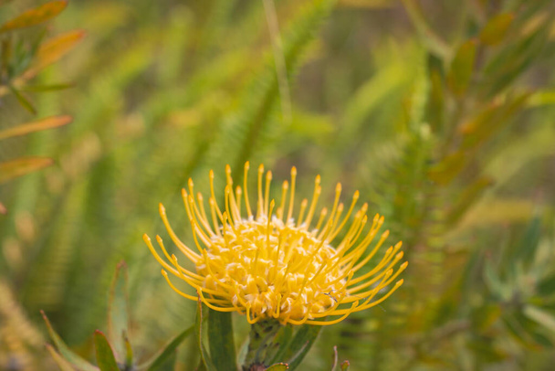 Close up of  yellow  flower head of a leucospermum in the garden at Hawaii. - Foto, imagen