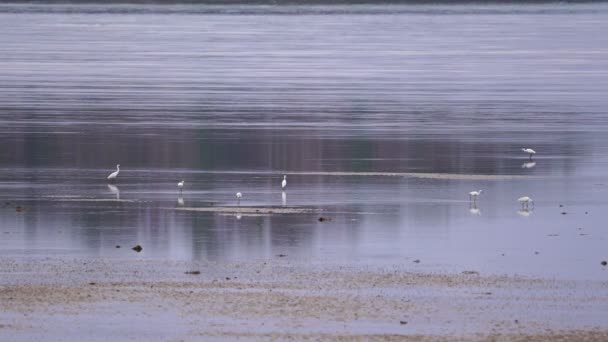 Λευκό egret στη θάλασσα το πρωί, Λευκό egret αναζητούν τροφή μαζί στο νερό της θάλασσας χαμηλή παλίρροια στο Πουκέτ της Ταϊλάνδης - Πλάνα, βίντεο