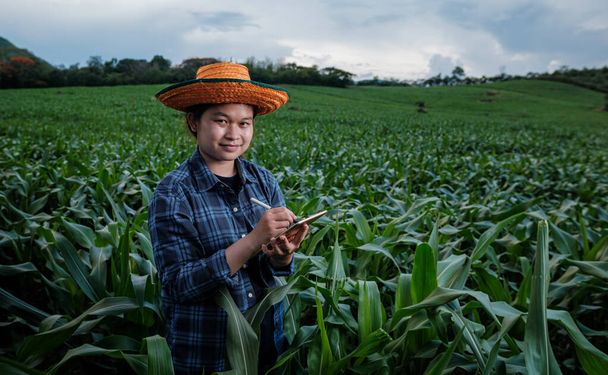 Концепція розумних фермерів, один азійський фермер, який стоїть з використанням таблетки в зеленому кукурудзяному полі перевірки якості рослин, сучасна технологія застосування в сільськогосподарській діяльності - Фото, зображення