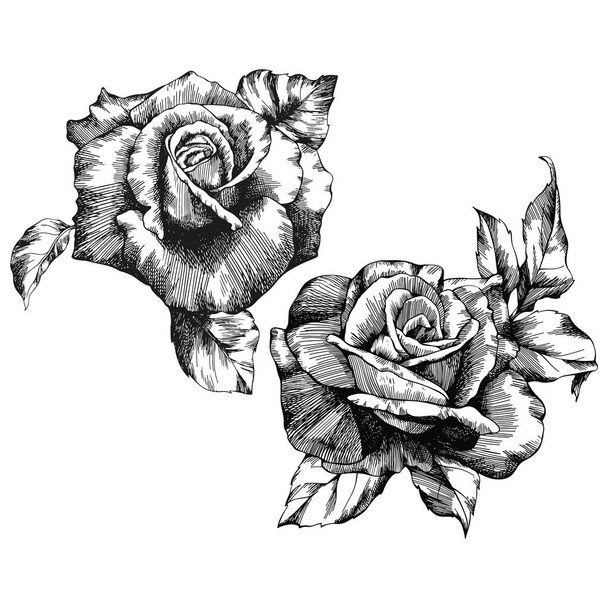 Rosa flor contorno vector. Dibujado a mano. - Vector, imagen