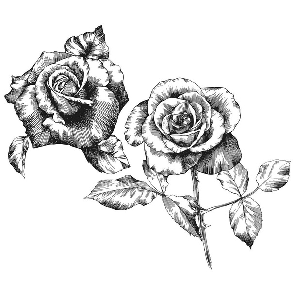 Rose flower outline vector. Hand drawn. - Vektör, Görsel