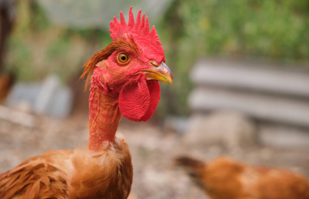 Κόκκινο κόκορα κοτόπουλου κοντά στο κεφάλι πορτρέτο στη μάντρα πουλερικών. Υψηλής ποιότητας φωτογραφία - Φωτογραφία, εικόνα