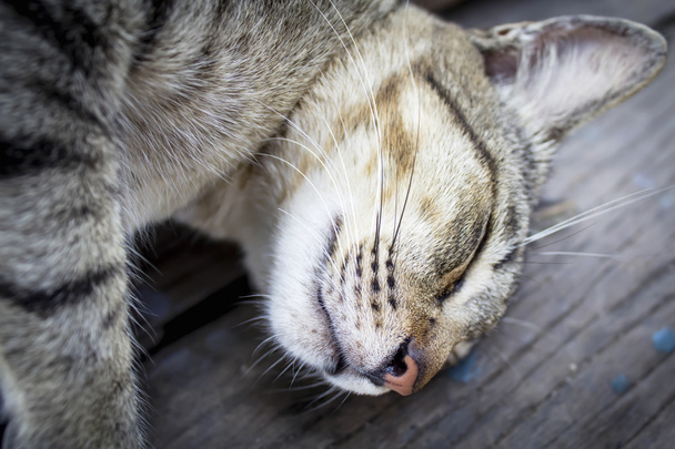 Uyuyan kedi - Fotoğraf, Görsel