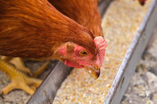  chickens pecking feed, close-up Eating Food backyard hen house. High quality 4k footage - Φωτογραφία, εικόνα