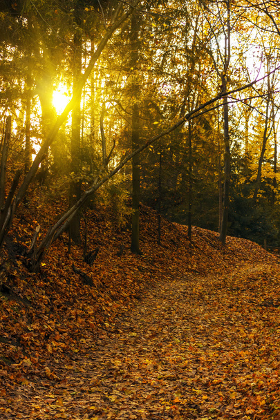 Bäume und Blätter im Herbst - Foto, Bild