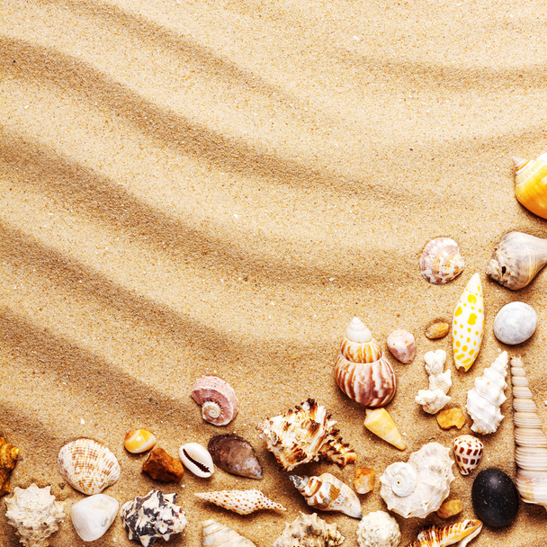 Sea shells on sand - Photo, Image