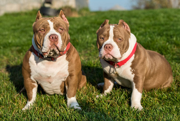 Deux chiens Bully américains de couleur brun chocolat sont sur la nature. Chiens de taille moyenne avec corps musculaire - Photo, image
