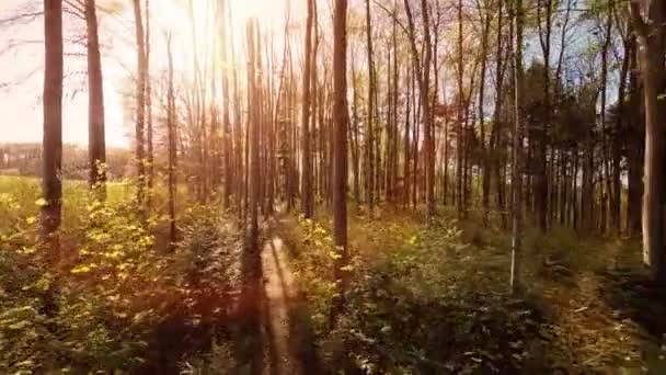 Feixe de sol Floresta
 - Filmagem, Vídeo