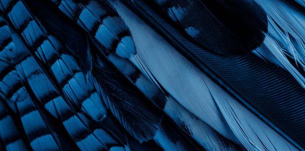 синьо-чорне пір'я джея. фон або текстура
 - Фото, зображення