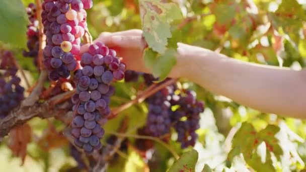Girl hand touch bunch of red grapes in countryside. - Video