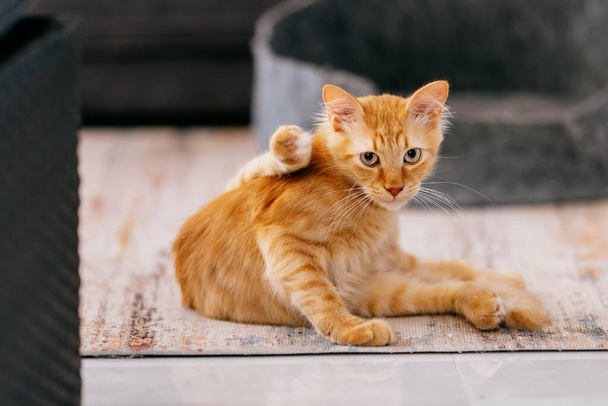 A young red kitten sits on a carpet. Funny pose of a kitten. - Foto, afbeelding