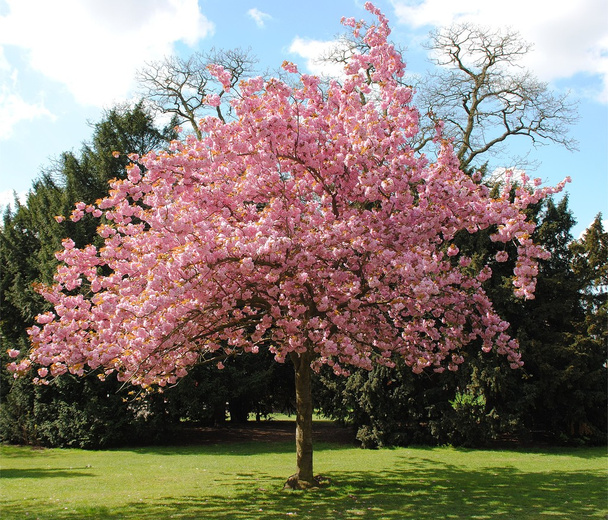Pink cherry tree - Photo, Image
