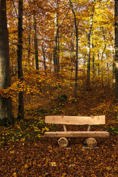 tranquil bench in a quiet autumn forest. High quality photo - Fotografie, Obrázek