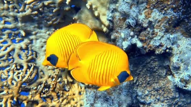 Hermosa escena submarina con Fire Coral (Millepora) y un par de peces mariposa enmascarados amarillos o peces mariposa de mejillas azules (Chaetodon semilarvatus) - Imágenes, Vídeo