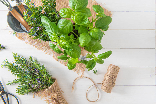 Home gardening. Rosemary and basil bush in pots, and gardening tools on wooden table - Fotografie, Obrázek