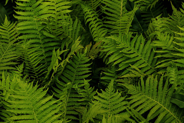 Beautiful fern with lush green leaves growing outdoors - Foto, afbeelding