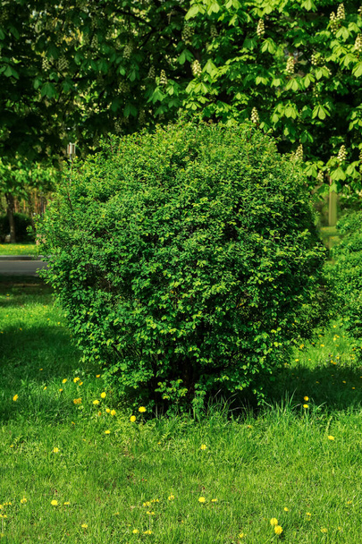 Shrub with green leaves in park on sunny day - Fotó, kép