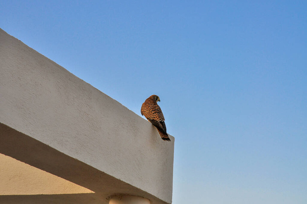 Hawk on the corner of a building, Egypt - Fotoğraf, Görsel