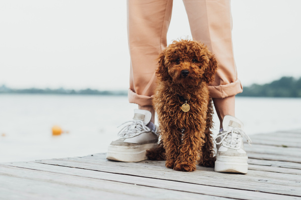 Cute little toy poodle called Metti standing on pier next to owners legs - Foto, Bild