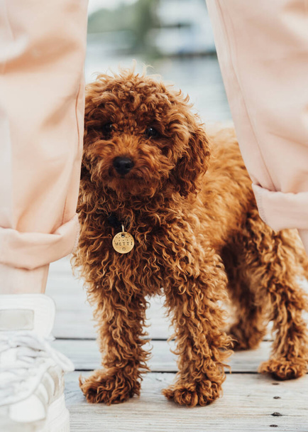 Cute little toy poodle called Metti is hiding behind owners legs - Foto, immagini