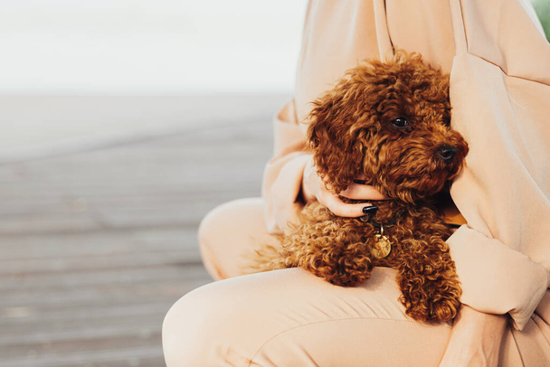 Beautiful redhead dog toy poodle sitting on woman hands outdoors - Fotoğraf, Görsel