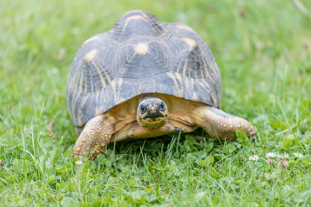 Front view of radiated tortoise walking in the grass. Horizontally.  - Fotoğraf, Görsel