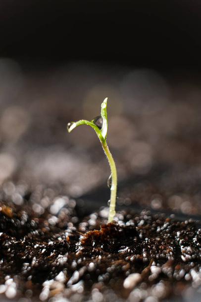 Growing tomatoes from seeds, step by step. Step 4 - the first sprout - Foto, Imagen