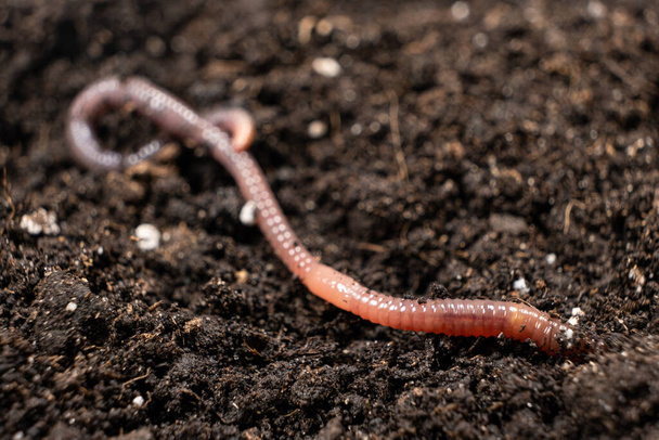 Big beautiful earthworm in the black soil, close-up - Fotoğraf, Görsel